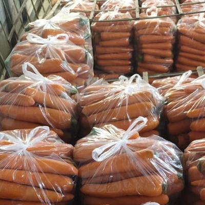 China Factory Fresh Professional Supply Sell Fresh Organic Bulk Carrots for sale