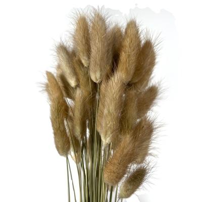 China Natural Dry Bunny Tail Plants Rabbit Tail Flowers For Decoration Natural Touch Lagurus for sale