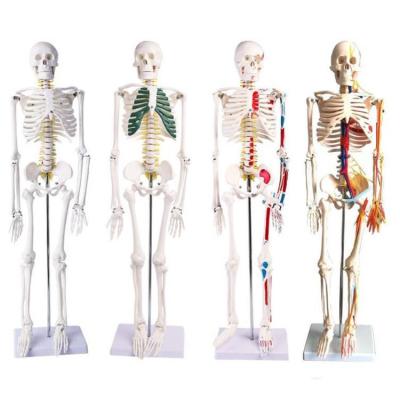 China modelo de esqueleto humano With Colored Muscle do PVC 14kgs de 1.8m e ligamento à venda