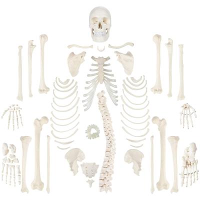 Китай Научная в натуральную величину модель Disarticulated 180cm человеческая каркасная продается