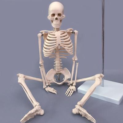 China Medische Pvc-Simulatie 85cm Klein Anatomisch Skeletmodel Te koop