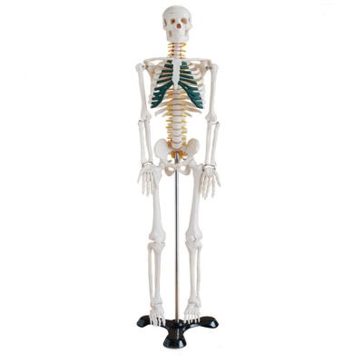 China Het ziekenhuisonderwijs 85cm Levensgrote Skeletanatomie Modelwith ligaments Te koop