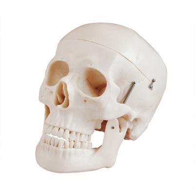 China Bestuderend pvc 21cm Model van de de Schedelanatomie van 1kg het Menselijke Te koop