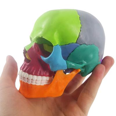 China A anatomia médica coloriu Mini Human Skull Puzzle Model plástico 15 porções para a educação das crianças à venda