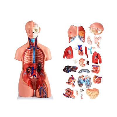 Cina modello umano unisex With del torso di anatomia medica di 85cm 40 parti per istruzione medica in vendita