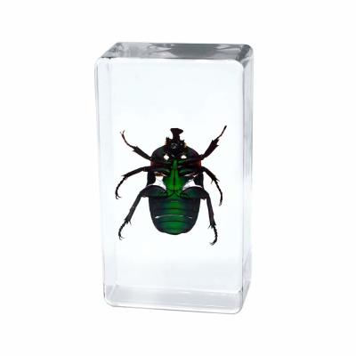 China Pisapapeles de Amber Resin Craft Table Decoration del insecto en venta