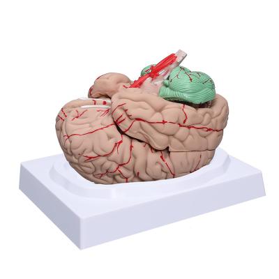 Cina Anatomia umana a grandezza naturale Brain Model 8 parti per insegnamento medico di scienza (nessuna Digital segnata) in vendita