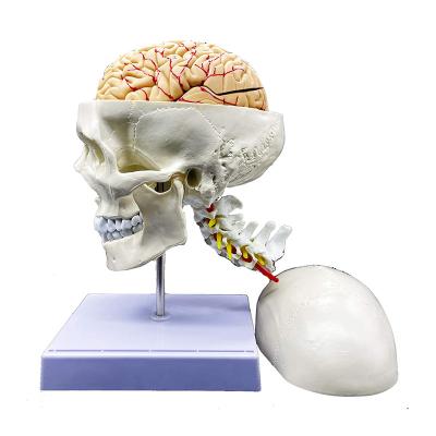 Cina Modello umano a grandezza naturale di anatomia del cranio con il cervello e vertebra cervicale per l'esposizione di scienza in vendita