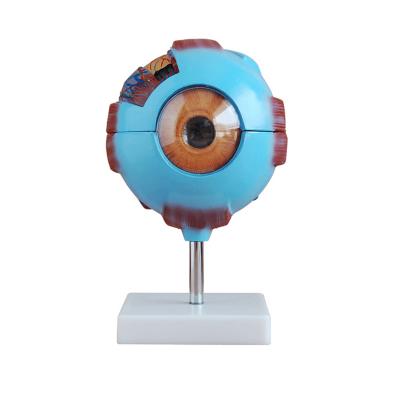 China Het medische Onderwijs 6 Keer vergrootte Plastic Menselijk Anatomisch Oog Modelwith blood vessel Te koop