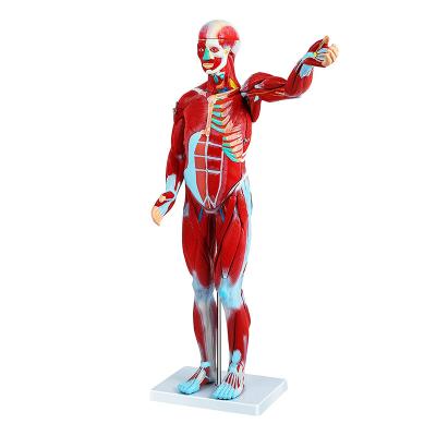 Chine Modèle 80cm humain médical With Internal Organs, modèle de muscle d'anatomie de corps humain à vendre