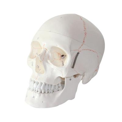 Chine Modèle humain Detachable Skull Anatomy de crâne de simulation de PVC avec des sutures d'os à vendre