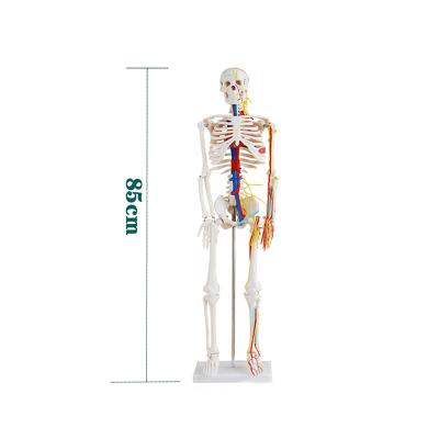 Chine modèle squelettique de modèle d'anatomie de 85cm de nerf squelettique humain d'Attach Heart Vascular à vendre