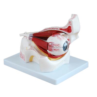 China el modelo plástico With de la anatomía del ojo humano 3D 10 porciones está en órbita para el hospital médico en venta