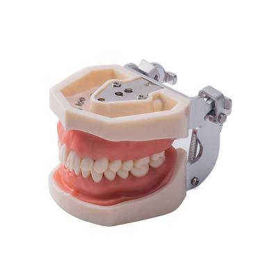 China Dientes de For Student Practice Nissin del modelo de Typodont de los dientes del reemplazo en venta