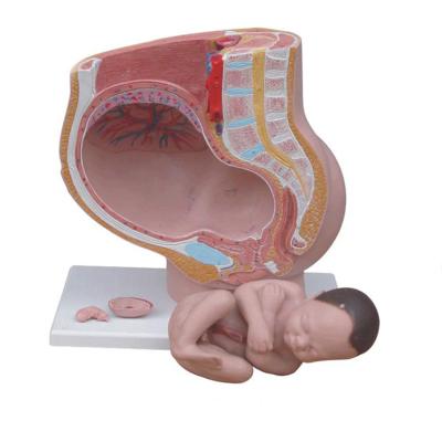 China Hembra humana de tamaño natural nueve meses del feto del embarazo del modelo de For Obstetrics And de enseñanza anatómica de ginecología en venta