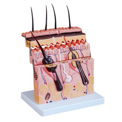 China 70 X agrandaron el modelo humano médico Training Skin Model de la anatomía de la piel 3D en venta