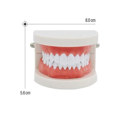 Cina Modello standard d'istruzione dentario dell'insieme di igiene di Small Size Tooth del modello del dente in vendita