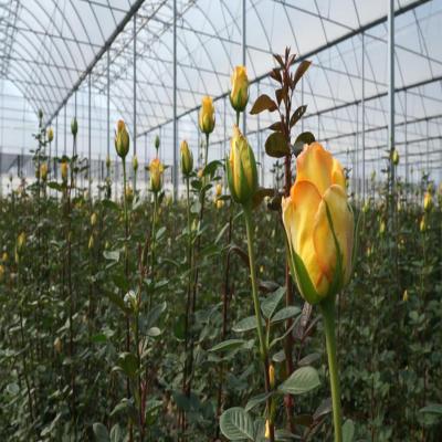 China Arch Type Greenhouse Supplier Greenhouse Agriculture PC Sheet Flower Rose Greenhouse for sale