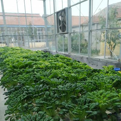 China Glass Sheet Venlo Greenhouse Tempered Glass Greenhouse PCPolycarbonate Dutch Greenhouse for sale