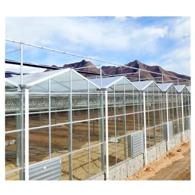 China Large glass sheet Multi-span VENLO glass greenhouse and light deprivation flm greenhouse made in China for sale