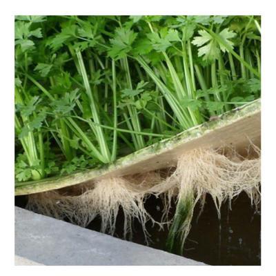 China Greenhouse Hydroponics DWC Hydroponics Planting System for sale