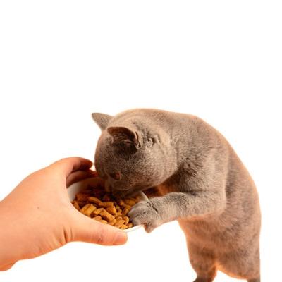 China Viable Natural Cat Food Ingredients Cat Snacks Delicious Cat Puppy Cat Food Cookies for sale