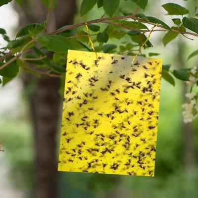 China Outdoor Viable Garden Pest Pilots Yellow Animal Fruitfly Glue Panel Insect Catcher Killer Trap Fruit Fly Sticky Traps for sale