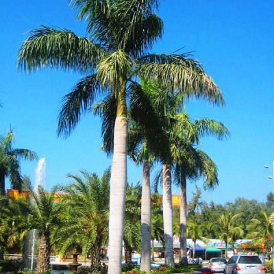 China Large Waterproof Artificial Outdoor Palm Tree for Seaside for sale