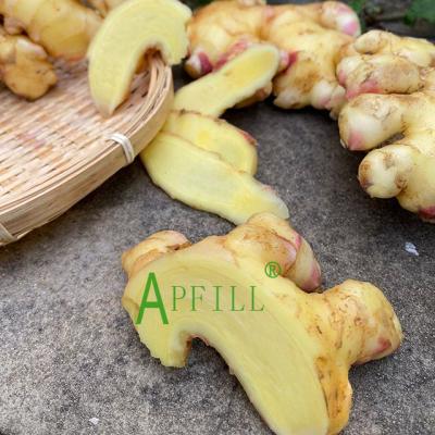 China Ginger dry box 10kg new cultivation fresh air with ginger wholesale price and good ginger quality for sale