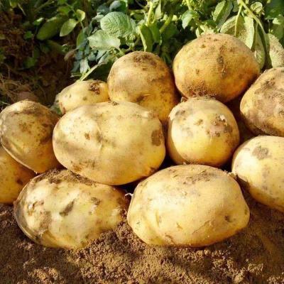 China 2022 quality natural wholesale potato starch health export company professional country rich fresh fresh potatoes for sale