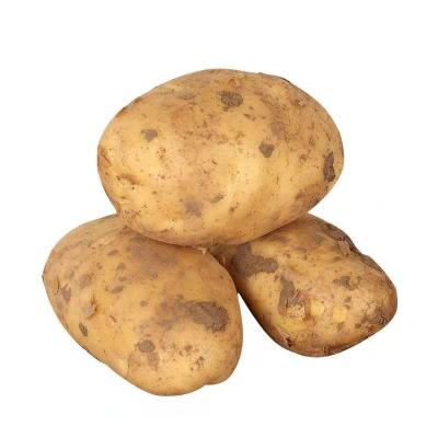 China The best quality and taste of 2022 Yunnan fresh fresh potato have enough nutritional value production in Yunnan province china of potato for sale