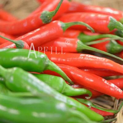 China Fresh farm grown chilli peppers are crisp and refreshing nutritious thick and delicious slightly spicy for sale