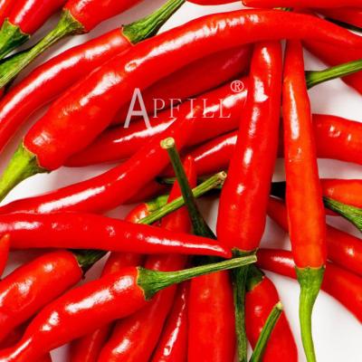 China Fresh The natural farm open air planting of fresh peppers is carefully and strictly hand picked with bright and attractive colors for sale