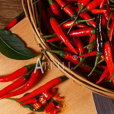 China Fresh farm grown chilli peppers are bright and attractive and are a good seasoning for delicious dishes for sale