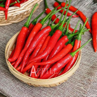 China Fresh Fresh Tiny Chilli For Delicious Food Cooking Tiny Chilli With Competitive Price 100% Organic Tiny Chilli Chinese Original Spices for sale