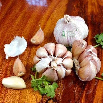 China 2021 New Culture Chinese Fresh Garlic Bulk Fresh Normal White Purple Garlic From Yunnan China Manufacturer Factory for sale