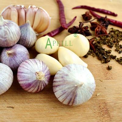 China Fresh wholesales Yunnan single purple fresh garlic for dinner medical treatment science taste raw material garlic used for cosmetics for sale