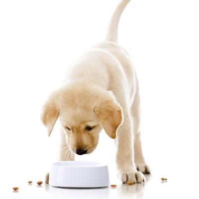 China Sustainable Feeder Dog Bowl Intelligent Pet Food Weighing Bowl For Dogs And Cats for sale