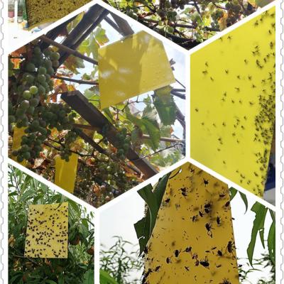 China Paper Double Yellow Insect Glue Trap, Sticky Paper Trap To Control Flying Plant Insect In Garden Yellow Insect Trap en venta