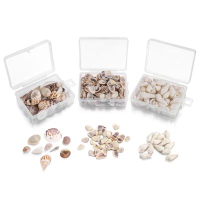 China Europe 1Box Mix Natural Sea Shells Conch Beach Wedding Decoration Ocean Opens Silicone Molds Filling Material For DIY Jewelry Grades for sale