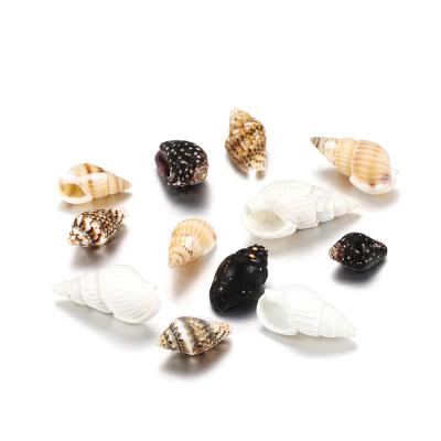 China Europe Beach Shell Home Theme Party Decorations 50g/pack DIY For Crafts Natural Seashells Various Sizes Natural Aquarium Beach for sale