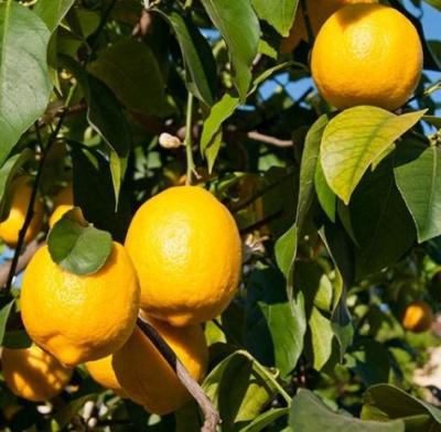 China Wholesale Cheap Hot Seller Fresh Fruit Organic Lemons Price Lemon Supplier for sale