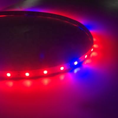 China Seed starting 12v 5m smd 5050 spectrum led to grow strip light wavelength for sale