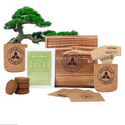 China Mini Bonsai Tree Growing Complete Modern Customized Indoor Kit for Gardening Women or Men as Wooden Gift Box for sale