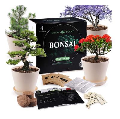 China Modern Indoor DIY Bonsai Tree Starter Kit with 4 Types of Seeds Include Seed Pot Peat Soil for Kids and Adult Crafts for sale