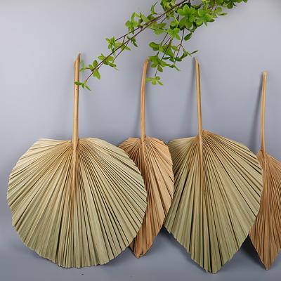 China 1pcs High Palm Fan Leaf Dried Palm Leaf Arrangement About 50cm Arch Art Wall Hanging Decoration Wedding Flower Window Reception Party for sale