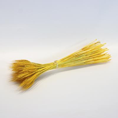 China Hot selling pastoral natural touch wheat ears decoration ornaments pastoral shooting props dry flowers for sale