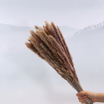 China Natural light primary color luxury touch stipe dried flower everlasting original eco-friendly home furnishings wedding shooting props for sale