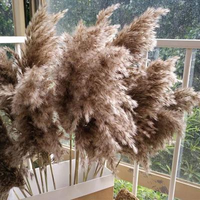 China Natural Dry Flower Dried Flower Pampas Grass Natural Feathery Stipe Reed Plants Flower Bouquet Phragmites Group Materials Home Decor Wedding for sale