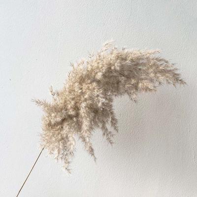 China Natural Dry Flower 20pcs Pampas Grass Fluffy Dry Natural Plastic Reed Vase Christmas Home Wedding Decor Flowers Bouquets Contains Colored for sale